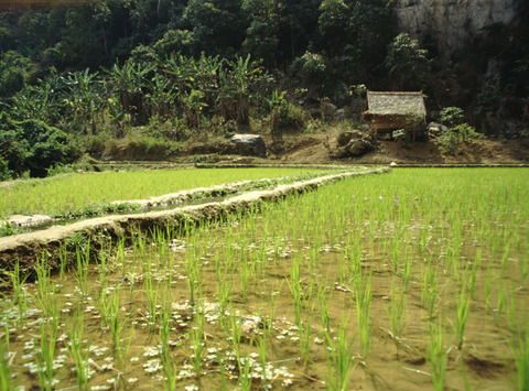 laos- rice field in muong khoa.jpg